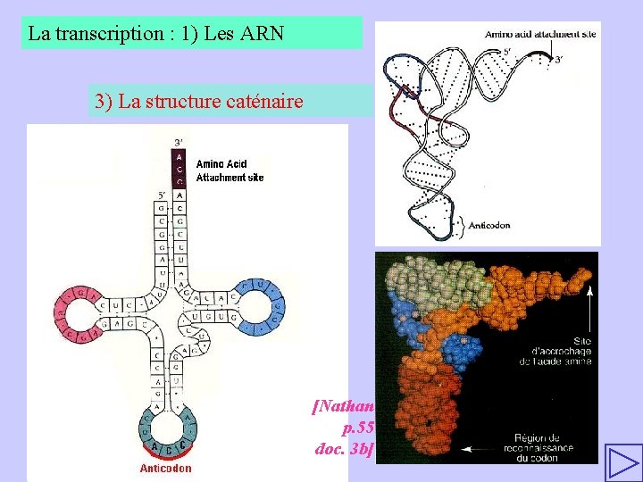 La transcription : 1) Les ARN 3) La structure caténaire [Nathan p. 55 doc.