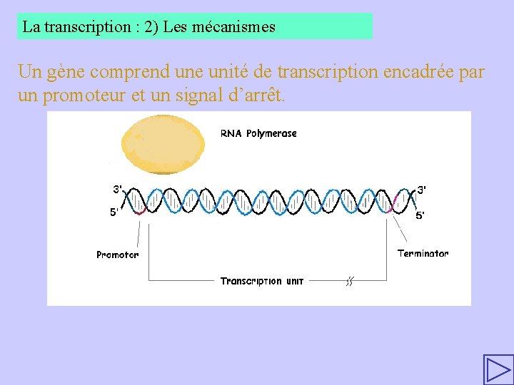 La transcription : 2) Les mécanismes Un gène comprend une unité de transcription encadrée