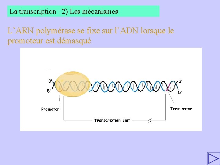 La transcription : 2) Les mécanismes L’ARN polymérase se fixe sur l’ADN lorsque le