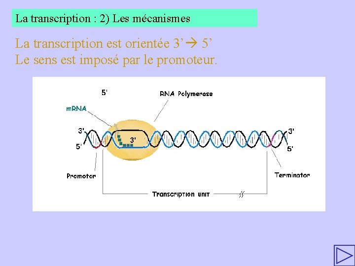 La transcription : 2) Les mécanismes La transcription est orientée 3’ 5’ Le sens