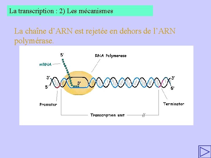 La transcription : 2) Les mécanismes La chaîne d’ARN est rejetée en dehors de