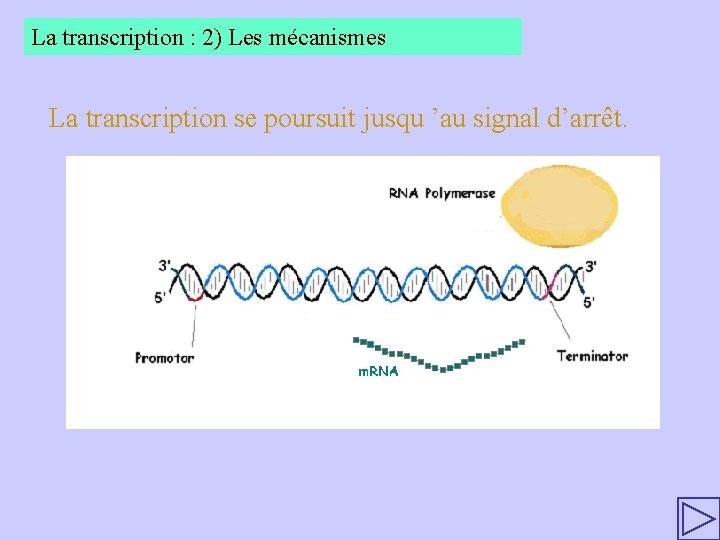 La transcription : 2) Les mécanismes La transcription se poursuit jusqu ’au signal d’arrêt.