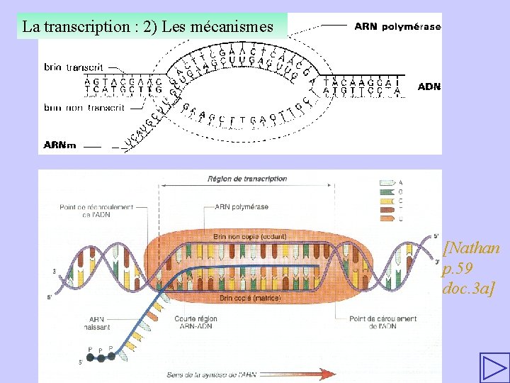 La transcription : 2) Les mécanismes [Nathan p. 59 doc. 3 a] 