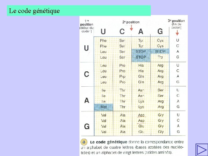 Le code génétique 