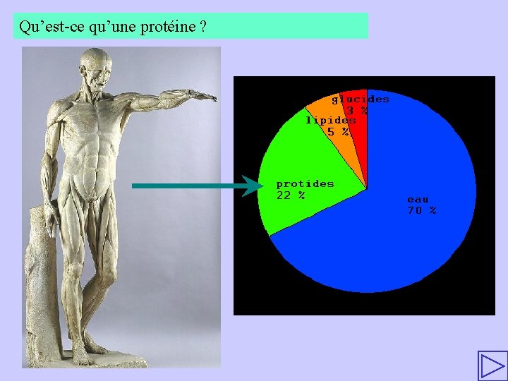 Qu’est-ce qu’une protéine ? 