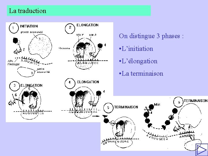 La traduction On distingue 3 phases : • L’initiation • L’élongation • La terminaison