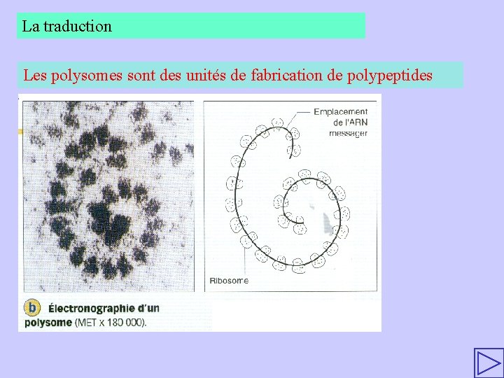 La traduction Les polysomes sont des unités de fabrication de polypeptides 