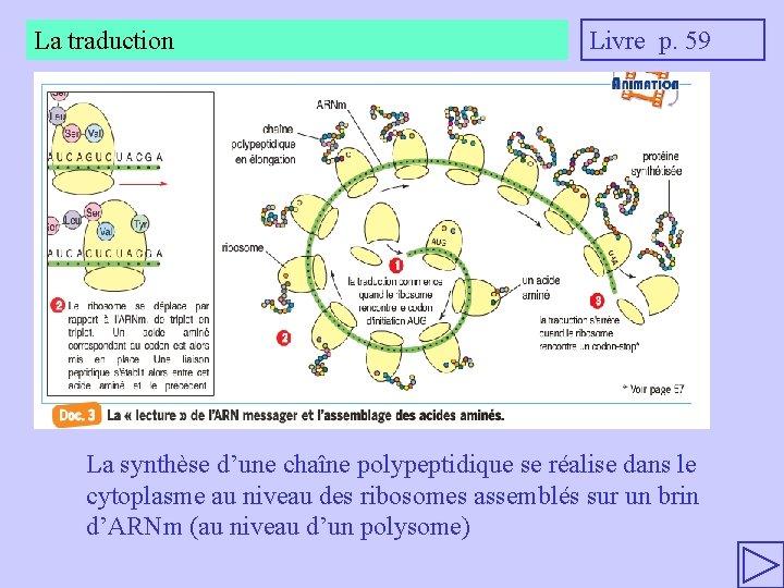 La traduction Livre p. 59 La synthèse d’une chaîne polypeptidique se réalise dans le