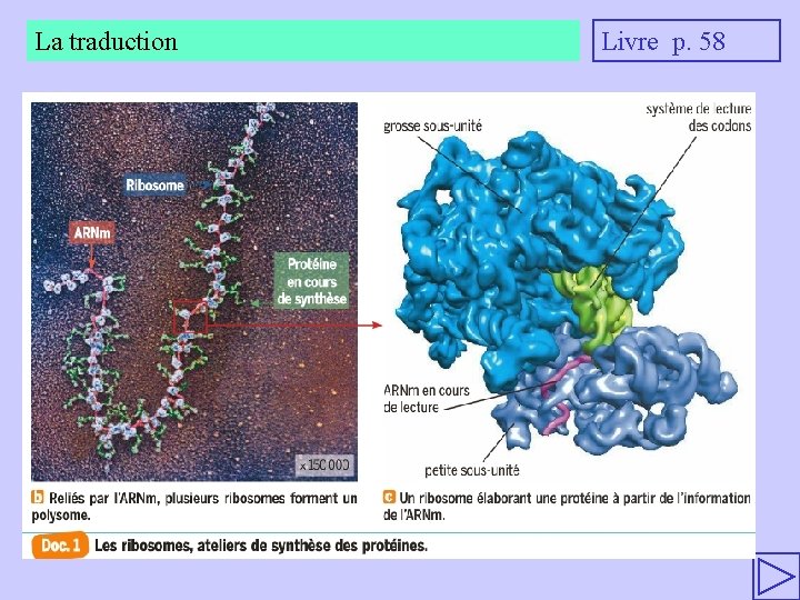 La traduction Livre p. 58 