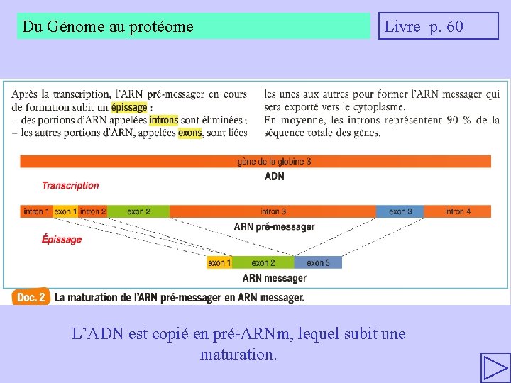 Du Génome au protéome Livre p. 60 L’ADN est copié en pré-ARNm, lequel subit