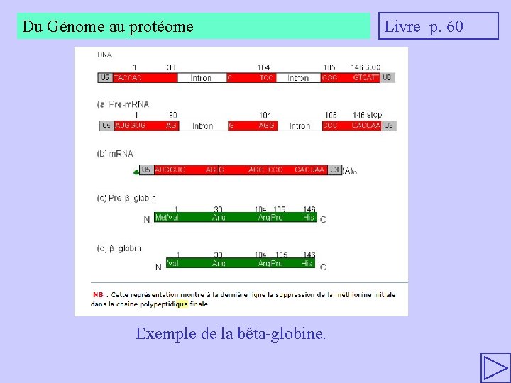 Du Génome au protéome Exemple de la bêta-globine. Livre p. 60 