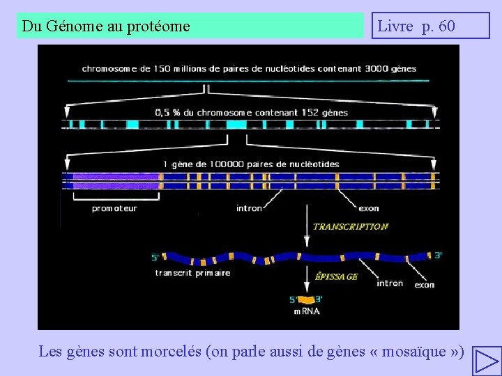 Du Génome au protéome Livre p. 60 Les gènes sont morcelés (on parle aussi