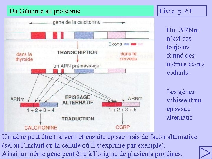 Du Génome au protéome Livre p. 61 Un ARNm n’est pas toujours formé des