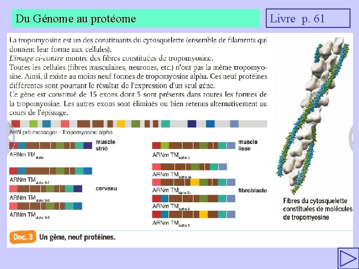 Du Génome au protéome Livre p. 61 