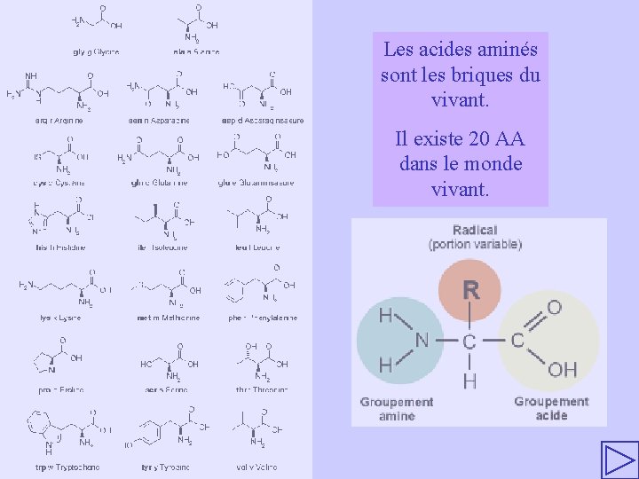 Les acides aminés sont les briques du vivant. Il existe 20 AA dans le