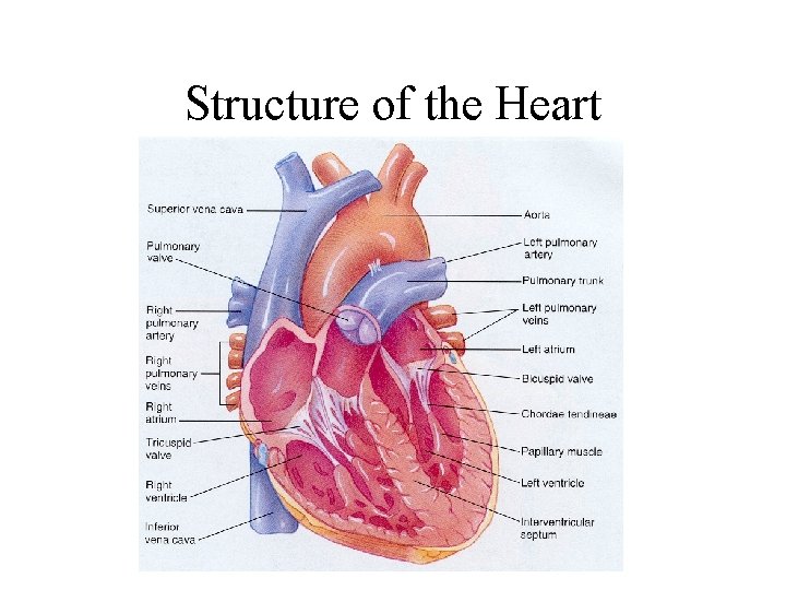 Structure of the Heart 