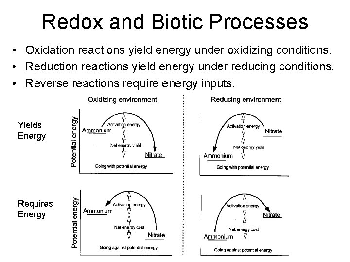 Redox and Biotic Processes • Oxidation reactions yield energy under oxidizing conditions. • Reduction Redox and Biotic Processes • Oxidation reactions yield energy under oxidizing conditions. • Reduction