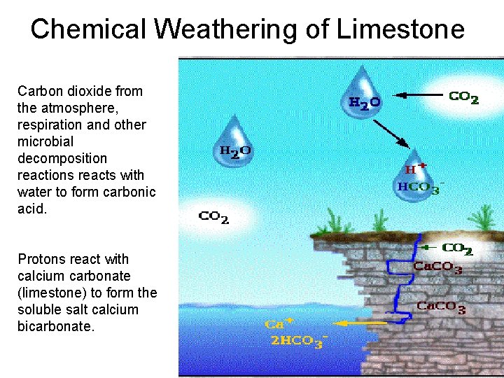 Chemical Weathering of Limestone Carbon dioxide from the atmosphere, respiration and other microbial decomposition Chemical Weathering of Limestone Carbon dioxide from the atmosphere, respiration and other microbial decomposition