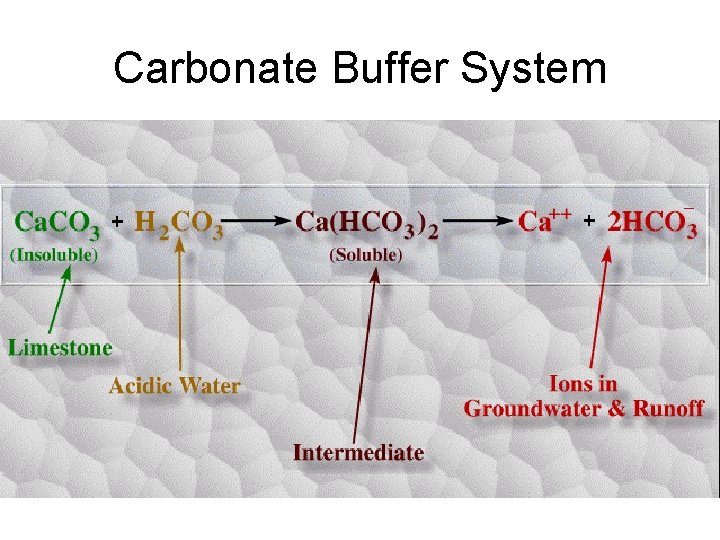 Carbonate Buffer System Carbonate Buffer System