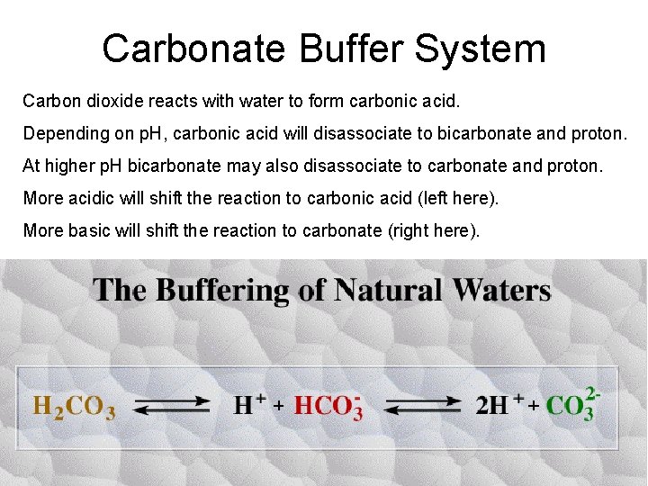 Carbonate Buffer System Carbon dioxide reacts with water to form carbonic acid. Depending on Carbonate Buffer System Carbon dioxide reacts with water to form carbonic acid. Depending on