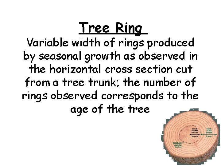 Tree Ring Variable width of rings produced by seasonal growth as observed in the