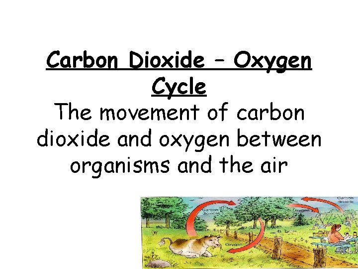 Carbon Dioxide – Oxygen Cycle The movement of carbon dioxide and oxygen between organisms