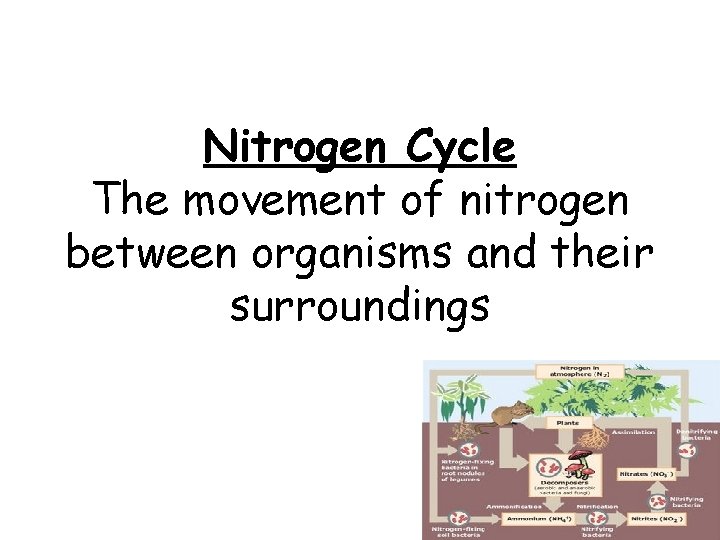 Nitrogen Cycle The movement of nitrogen between organisms and their surroundings 