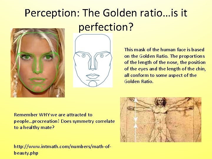 Perception: The Golden ratio…is it perfection? This mask of the human face is based Perception: The Golden ratio…is it perfection? This mask of the human face is based