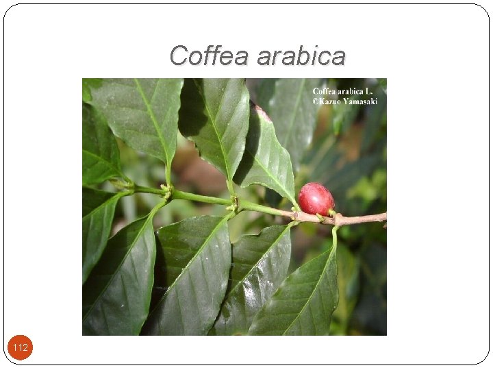 Coffea arabica 112 