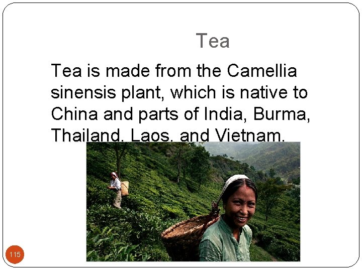  Tea is made from the Camellia sinensis plant, which is native to China