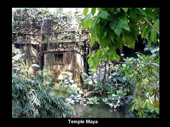 Temple Maya 