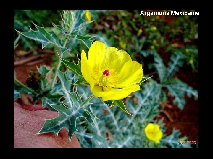 Argemone Mexicaine 