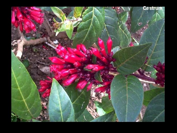 Cestrum 