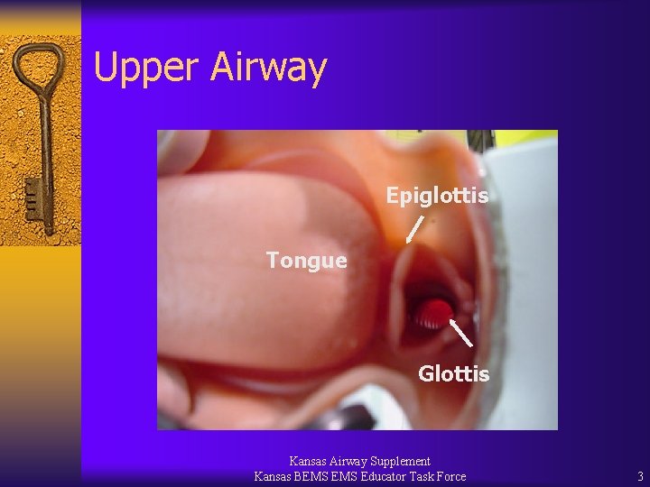 Upper Airway Epiglottis Tongue Glottis Kansas Airway Supplement Kansas BEMS Educator Task Force 3