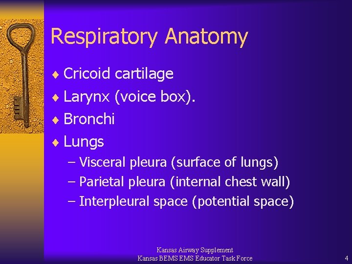 Respiratory Anatomy ¨ Cricoid cartilage ¨ Larynx (voice box). ¨ Bronchi ¨ Lungs –
