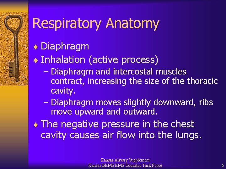 Respiratory Anatomy ¨ Diaphragm ¨ Inhalation (active process) – Diaphragm and intercostal muscles contract,