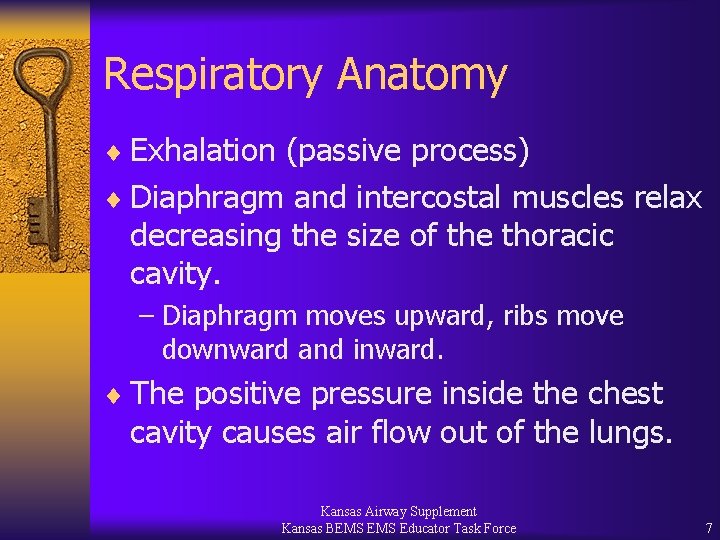 Respiratory Anatomy ¨ Exhalation (passive process) ¨ Diaphragm and intercostal muscles relax decreasing the