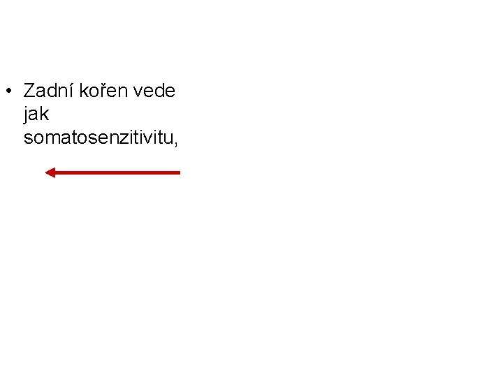  • Zadní kořen vede jak somatosenzitivitu, 