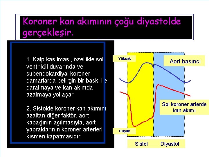 Koroner kan akımının çoğu diyastolde gerçekleşir. 1. Kalp kasılması, özellikle sol ventrikül duvarında ve