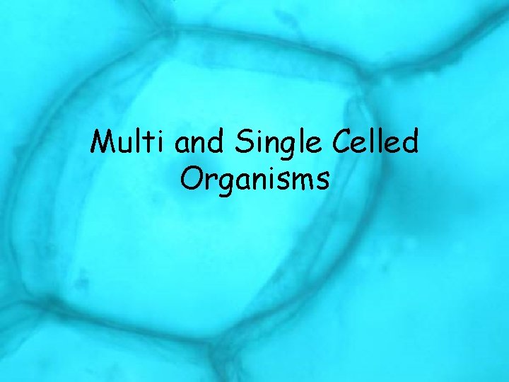 Multi and Single Celled Organisms 