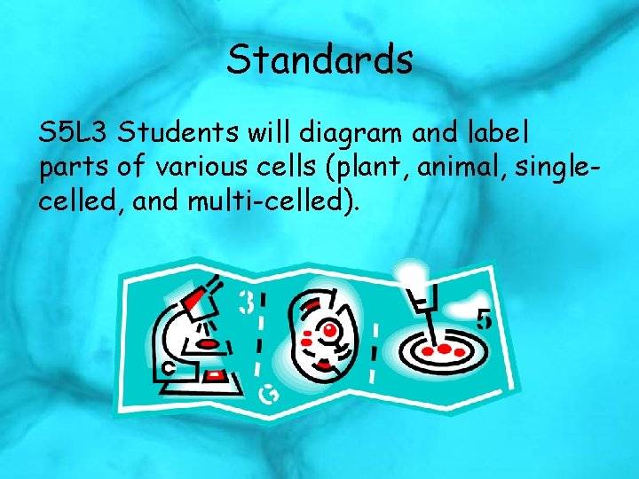 Standards S 5 L 3 Students will diagram and label parts of various cells