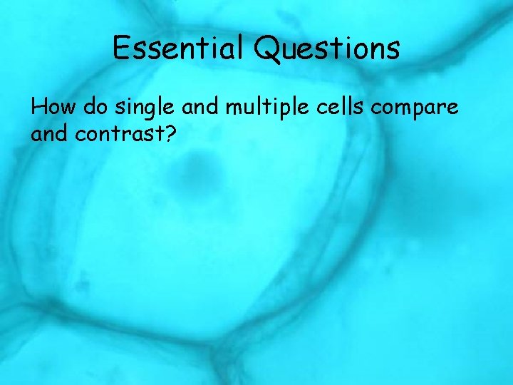 Essential Questions How do single and multiple cells compare and contrast? 