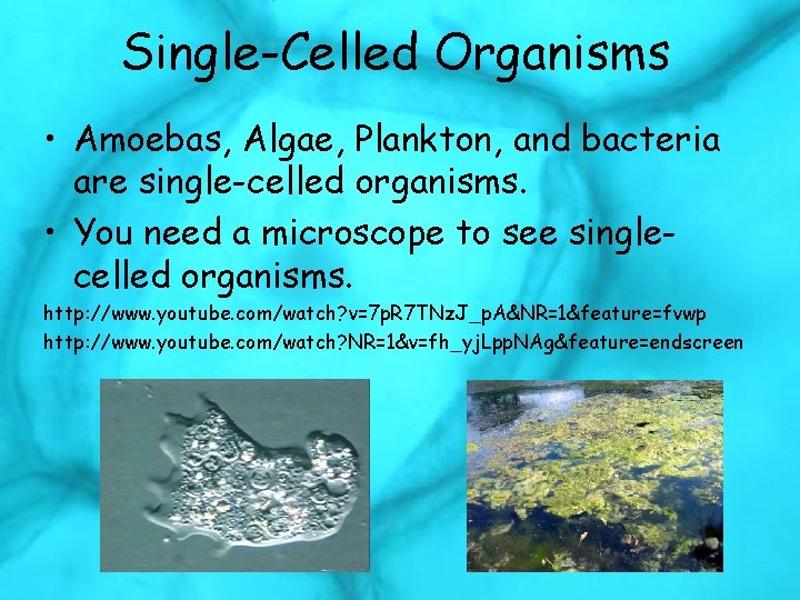 Single-Celled Organisms • Amoebas, Algae, Plankton, and bacteria are single-celled organisms. • You need