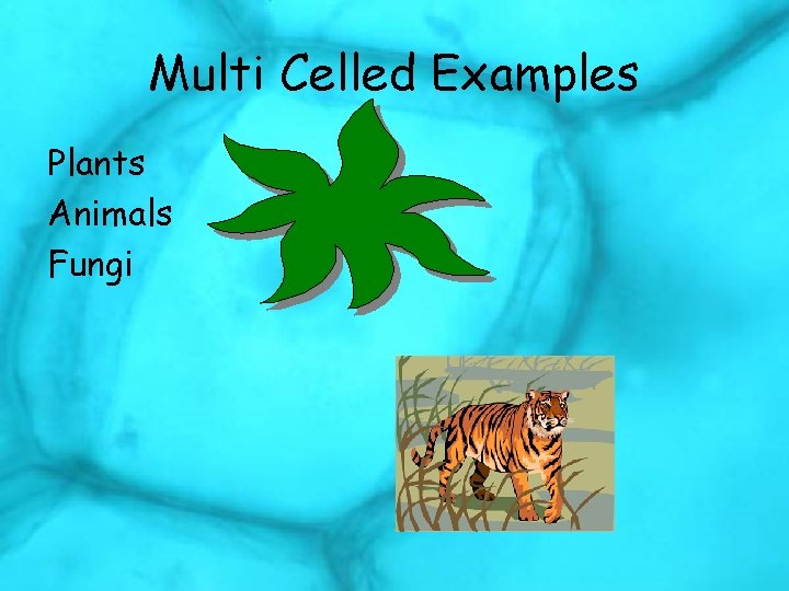 Multi Celled Examples Plants Animals Fungi 
