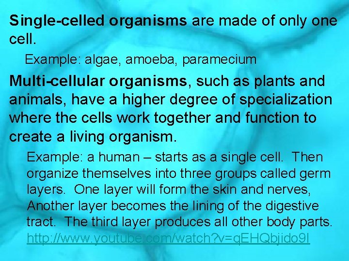 Single-celled organisms are made of only one cell. Example: algae, amoeba, paramecium Multi-cellular organisms,