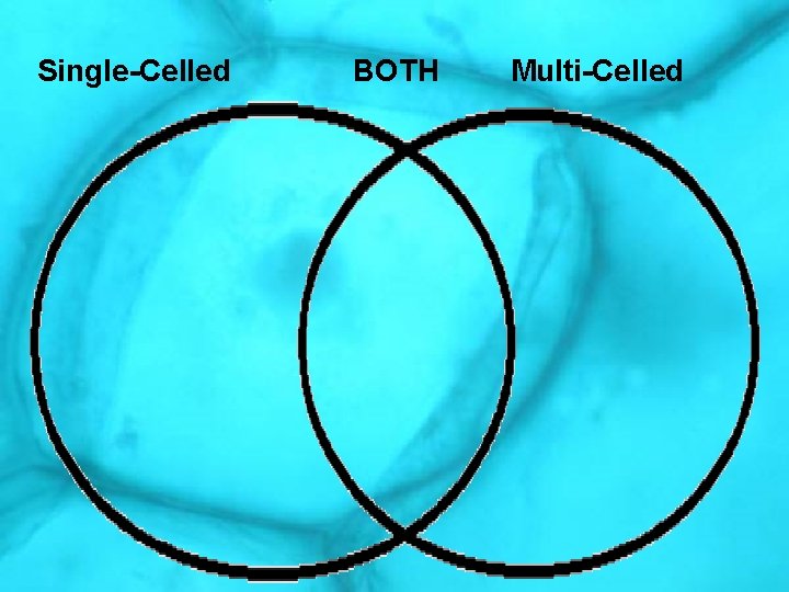 Single-Celled BOTH Multi-Celled 