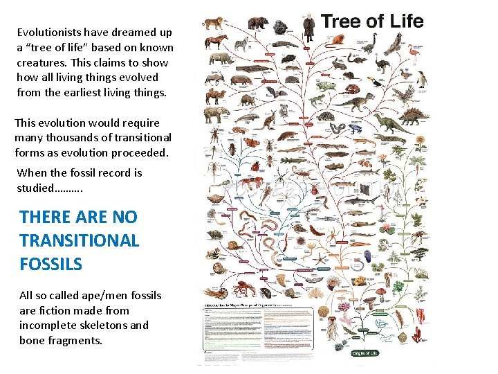 Evolutionists have dreamed up a “tree of life” based on known creatures. This claims
