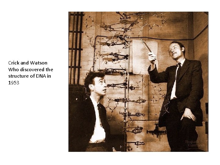 Crick and Watson Who discovered the structure of DNA in 1953 