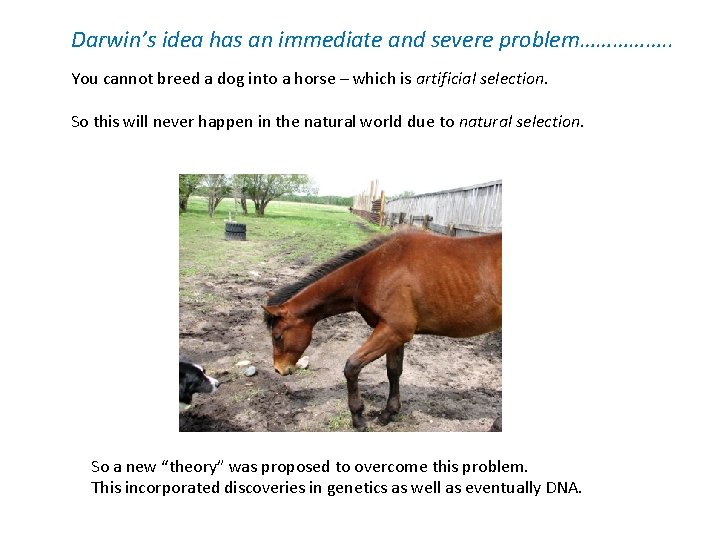 Darwin’s idea has an immediate and severe problem……………. . You cannot breed a dog