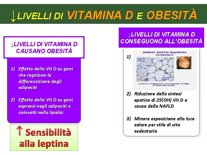 ↓LIVELLI DI VITAMINA D E OBESITÀ ↓LIVELLI DI VITAMINA D CAUSANO OBESITÀ 1) Effetto